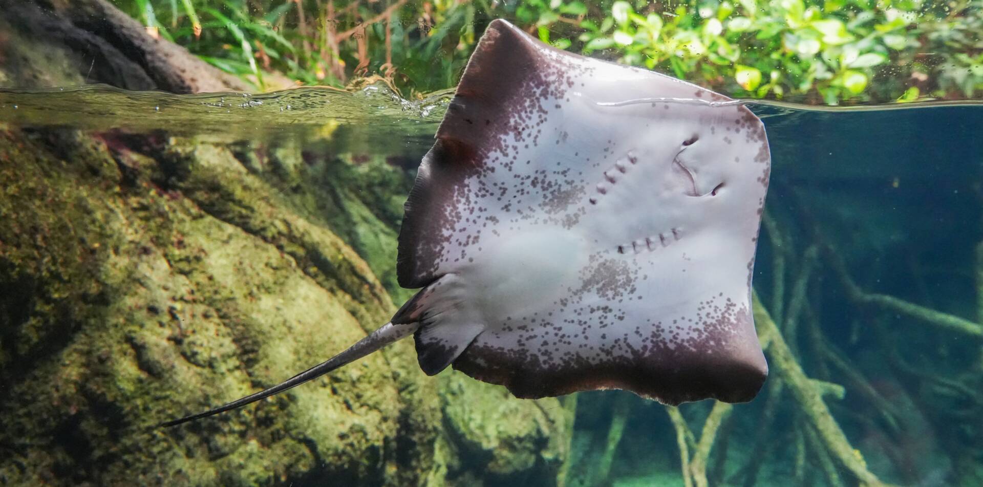 Manta ray swimming to the surface