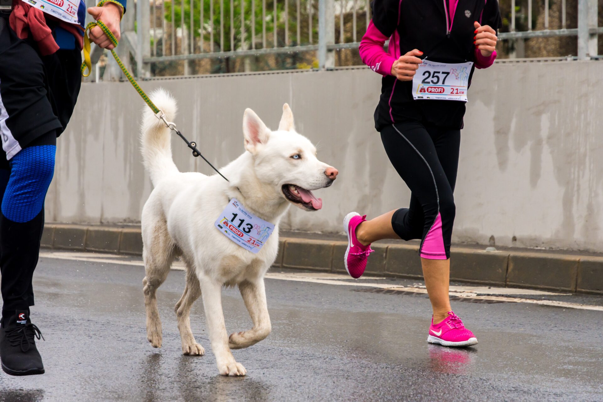 Andare a Correre con il Cane: Un’Avventura Condivisa