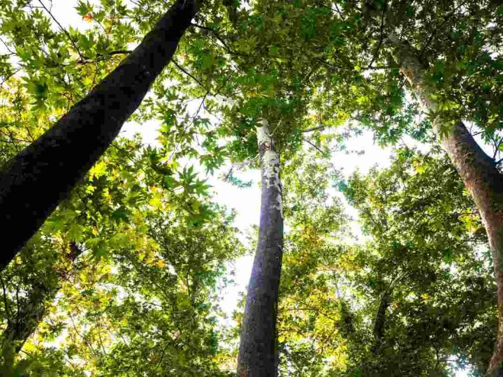 Il loro potere curativo degli alberi. Scopri come il verde favorisce la tua salute