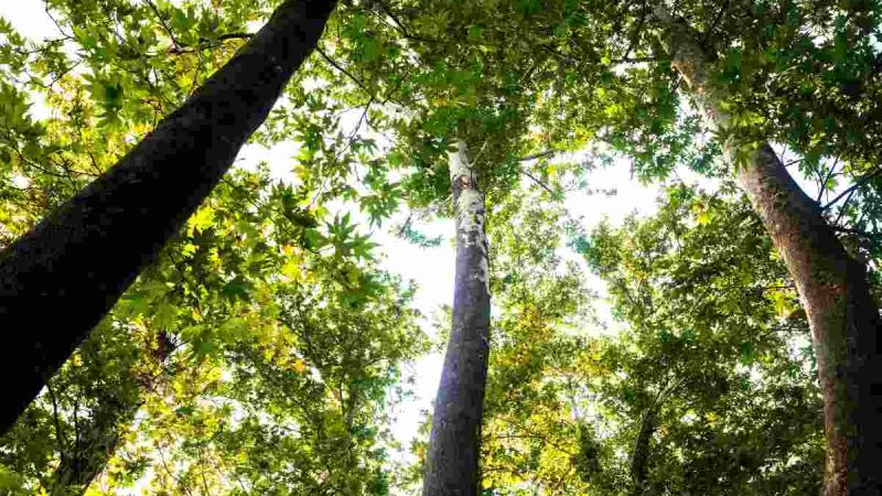 Il loro potere curativo degli alberi. Scopri come il verde favorisce la tua salute