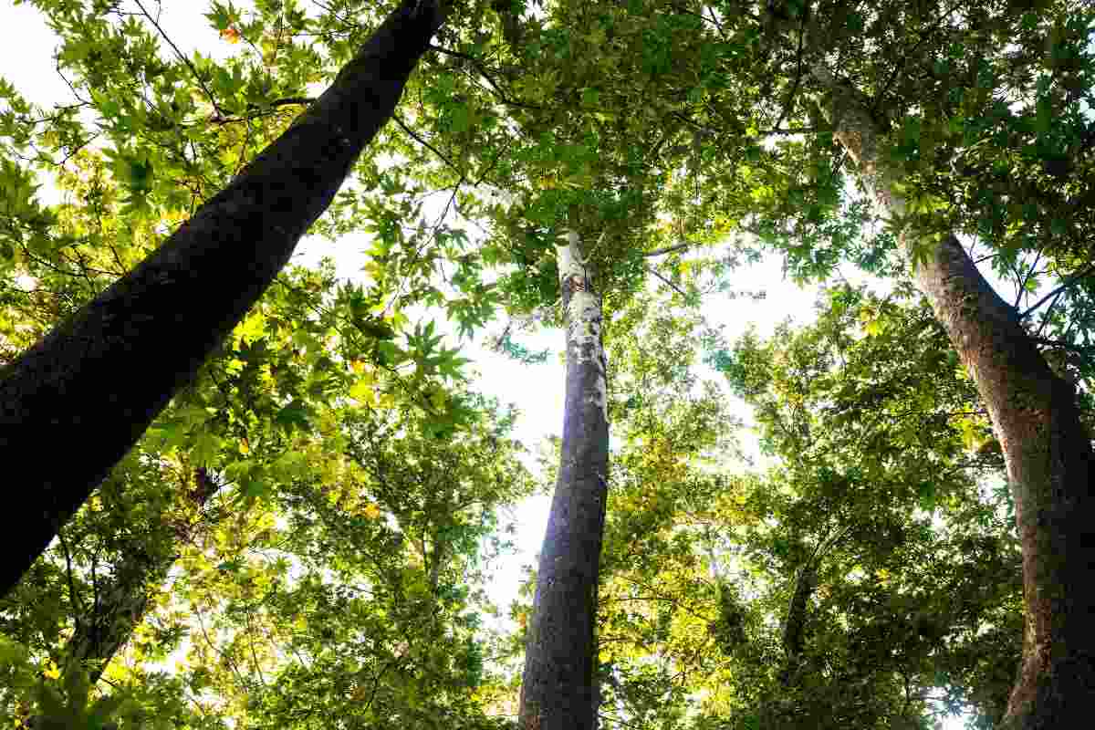 Il loro potere curativo degli alberi. Scopri come il verde favorisce la tua salute