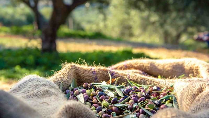 Nuova campagna sull’olio evo: scopri i suoi incredibili benefici per la salute!