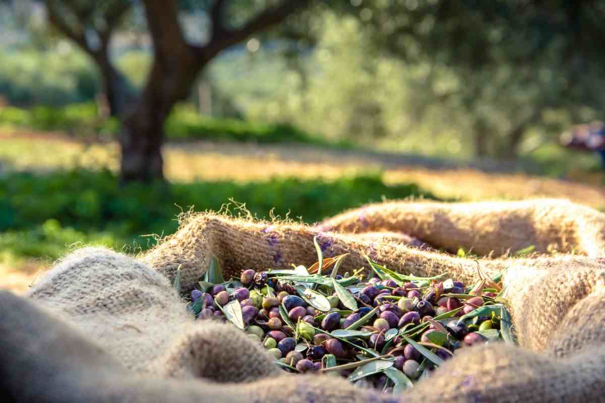 Una campagna promuove l'olio evo