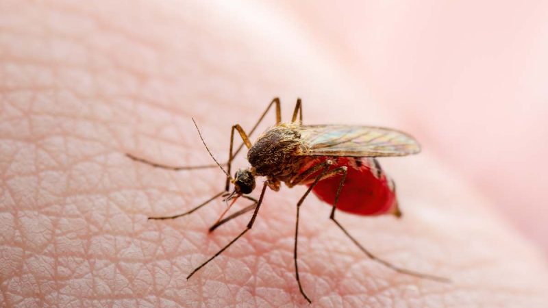 Casi di malaria in aumento, scatta l’allarme in Italia: cosa sta succedendo davvero