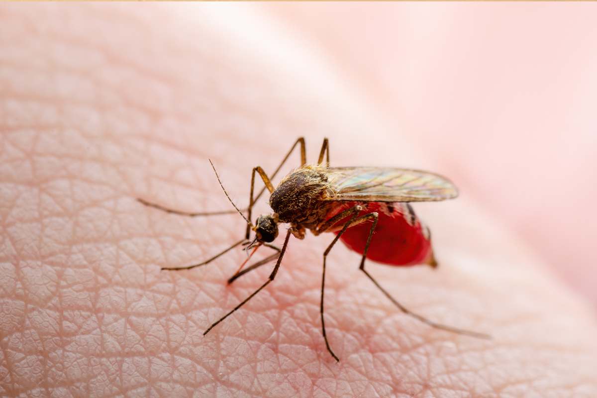 malaria allarme in italia